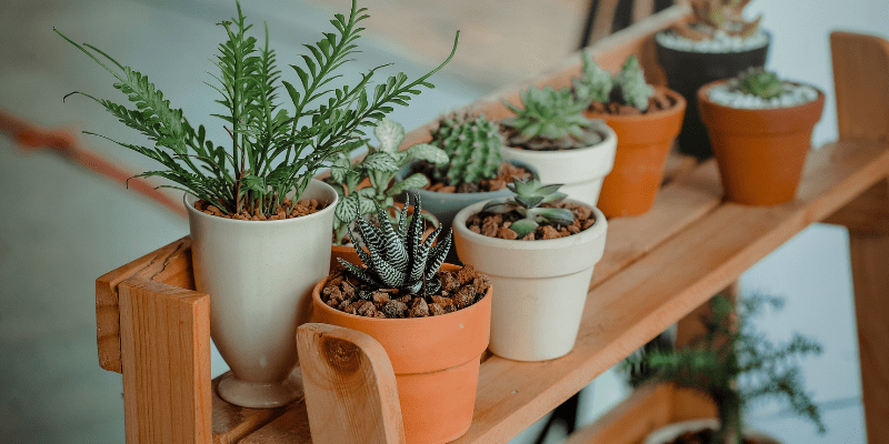  How to Decorate a Sunroom With Plants in 8 Easy Steps