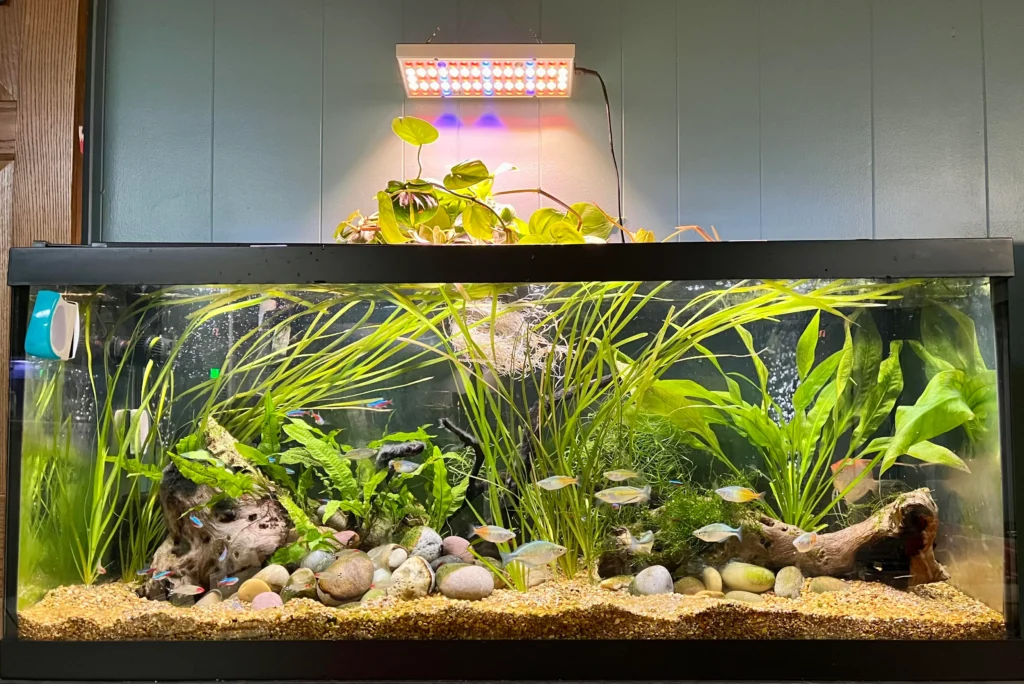  How to Successfully Plant Pothos in Your Aquarium