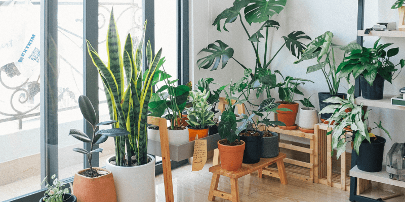 Why you need to Decorate a Sunroom With Plants