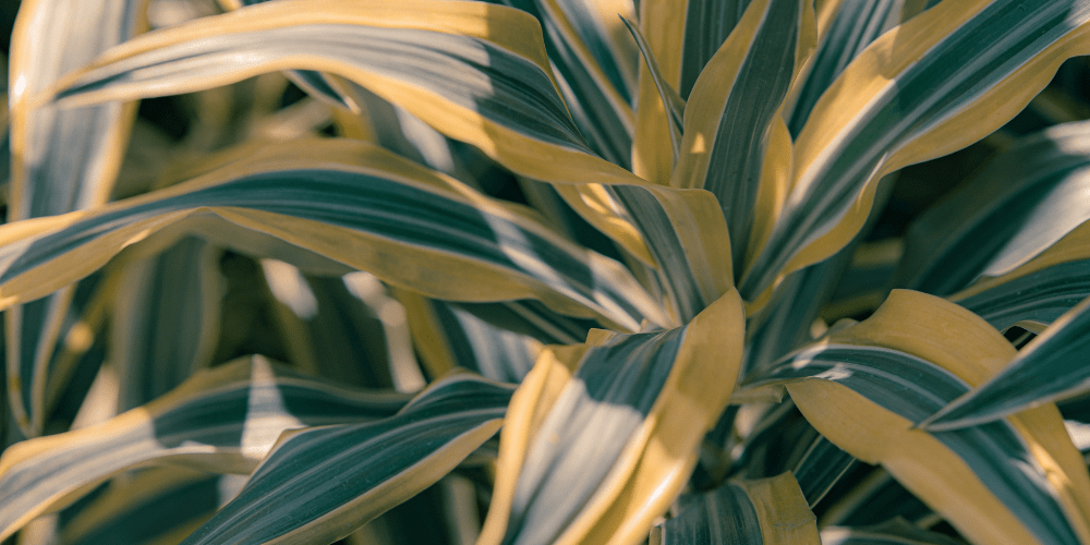 11 Reasons Why Your Dracaena Plant is Dying