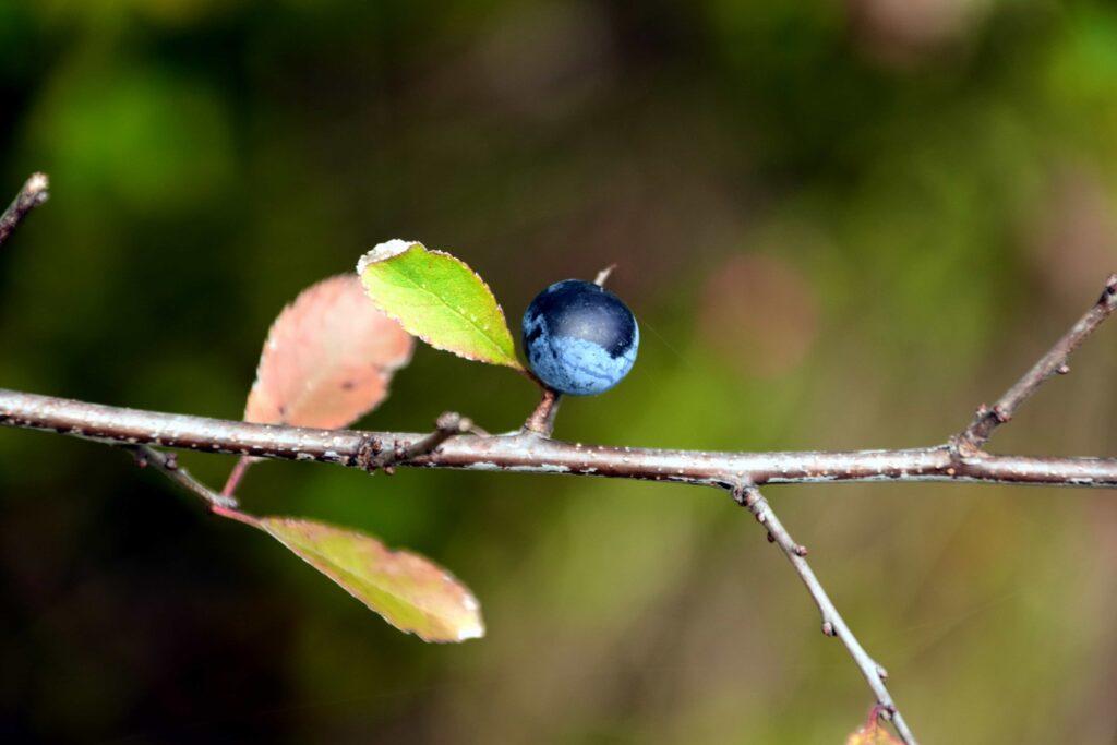 12 Ways on How to Save a Dying Blueberry Plant