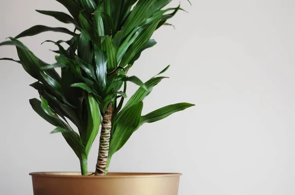 12 Ways on How to Save a Dying Dracaena Plant