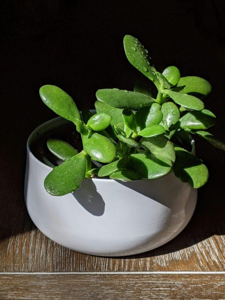 16 Ways on How to save Jade Plant 