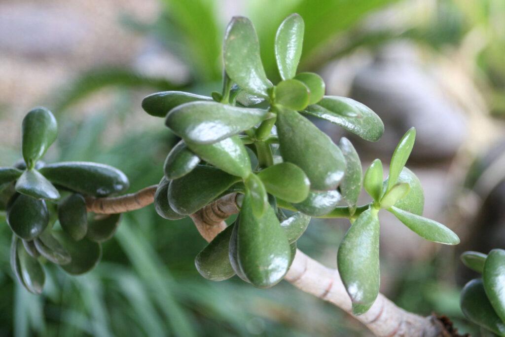 7 Tips for Maintaining Jade Plant