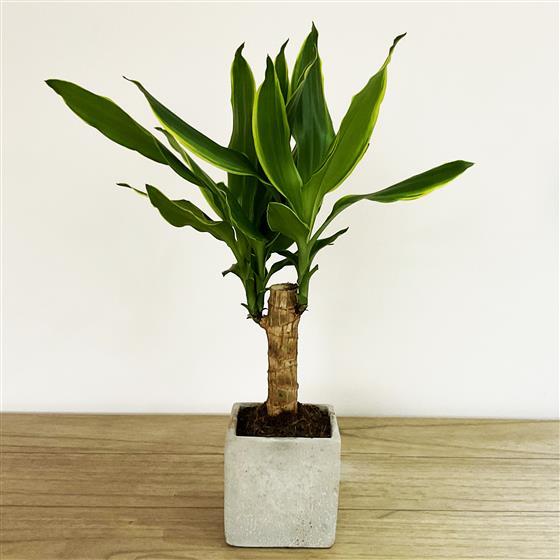 Helpful Tips to Care for Your Dracaena Plant