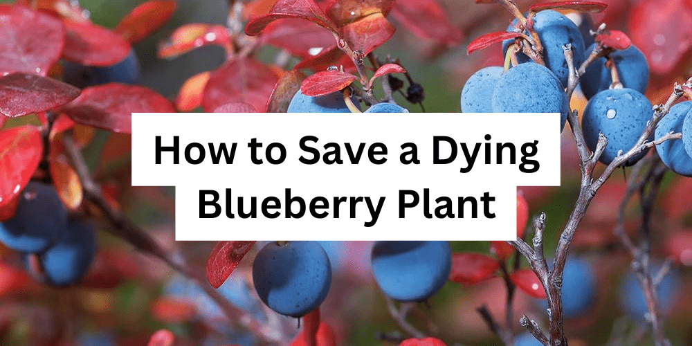 How to Save a Dying Blueberry Plant
