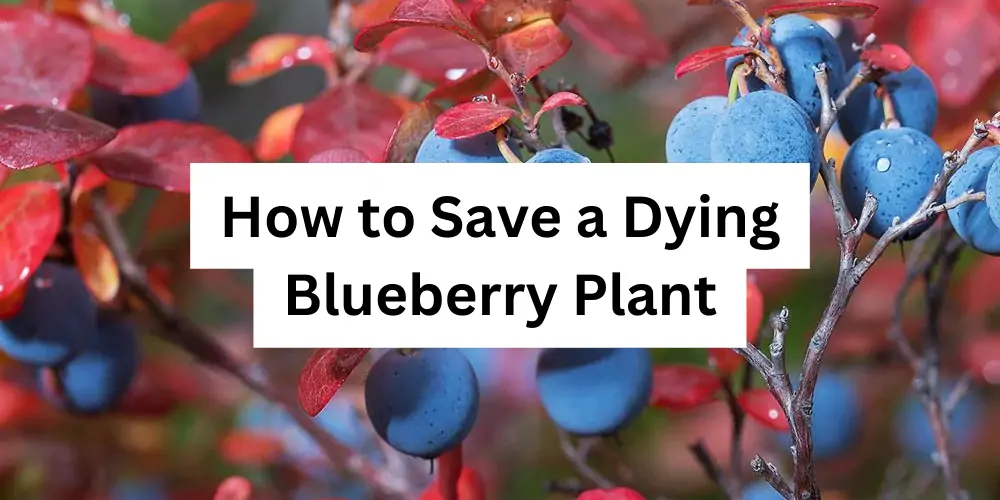 How to Save a Dying Blueberry Plant