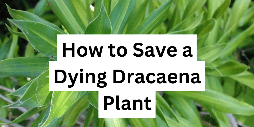 How to Save a Dying Dracaena Plant